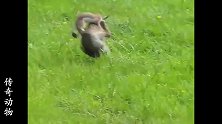 小黄鼬PK大野兔，黄鼬战力爆表，镜头拍下全过程