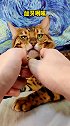 这牙口吃嘛嘛香孟加拉豹猫  小猫咪原来可以这么拽
