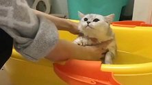 猫咪不喜欢洗澡，被主人强行按在水里洗，嘴里骂骂咧咧个不停