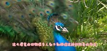 孔雀在山林大叫，吵醒了睡觉的老虎，接下来出现神奇一幕