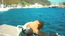 橘猫：这就是所谓的同归于尽吗
