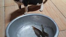 黑猫警长看着一盆鱼，一脸呆萌：今晚给我加餐的吗