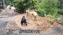 傍晚去亲戚家玩，在村口被一帮田园犬拦路，二话不说上去伸手就撸