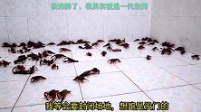 傻狗二哈单挑100只龙虾，是什么一种场景，猜猜谁会赢？