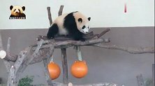 熊猫宝宝彩浜在栖架上来回挪动，将懒萌路线贯彻到底，好可爱