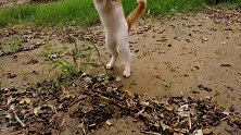 猫长这么大，终于抓到了一只小毛贼，兴奋的都跳起了猫舞！