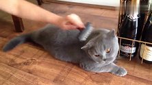 猫咪一脸幽怨：梳毛就梳毛，翻来翻去想干啥