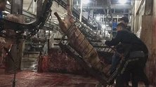 塞钱就放行！正规肉联厂洗白病死猪 每日流入市场上千斤