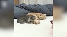 睡着的大猫咪，被小猫咪咬醒后，把小猫咪按着一顿暴揍！