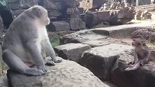小猴宝看到猴王这么威武，忍不住跑过去喊叫