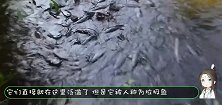 鲶鱼藏在水草下张着大嘴，小鱼纷纷中招，这把男子乐坏了