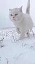 果然猫科类动物都是一样的，一只白猫，活生生跑出了豹子的气势！