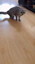 团子如何把别的猫打跑的