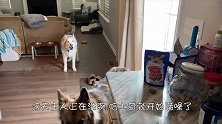 主人正在洗碗，哈士奇一万个不愿意，下一秒千万憋住别笑