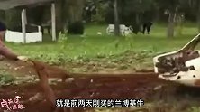 前两天你刚买的兰博基牛，你拿来耕地？