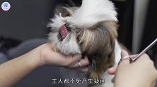 狗狗剃毛后焕然一新，这帅气程度，主人都不敢认了