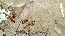 世界上最大的白蚁窝，面积相当于英国领土，至今有3800年历史