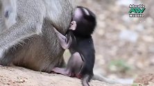 母猴多丽丝有这样的习惯，它喜欢把小猴倒过来抱，还不愿意喂奶！