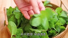 薄荷叶加点白糖，开水一冲，清热去火，还能缓解喉咙疼痛