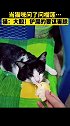 猫咪：总有刁民想害朕 猫 榴莲