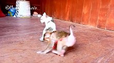 小猴卡尔文和猫咪亲密无间地玩耍