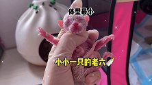 此视频献给所有妈妈你们辛苦了️猫咪生产 母爱 小奶猫 猫妈妈与猫宝宝
