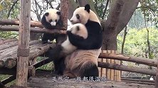 为什么大熊猫伤人后，自己却会不吃不喝？答案你绝对想不到！