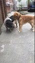 狗子：猪哥咱们和好吧，别打架了！
