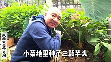 种3棵芋头长成12个芋仔，城市一楼小院的菜地里这收成怎么样？