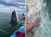 墨西哥一灰鲸接近游船 与游客亲密互动“表演”喷水