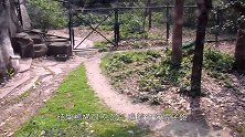 象龟约会被打扰，追着男子算账，上演了一场“世界最慢角逐赛”