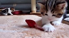 好可爱的小猫咪啊，看这萌萌的表情，都想养猫了呢！