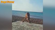 狗狗站在斜坡上，四处张望不敢跳下，这样子看着好逗！