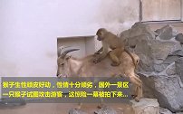 实拍一只猴子攻击路人，真正劣性泼猴，看着让人讨厌！