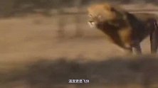 狮子将水牛引入埋伏，水牛遭到疯狂撕咬，镜头记录全过程！