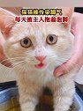 广东东莞：猫猫被传染脚气，每天被主人抱着泡脚