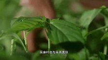 老广的味道：一间潮菜馆正不正宗，就看它有没有这一道当地菜！
