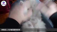 狗狗脾气有多好黑山羊作死挑衅，它却连尾巴都没动