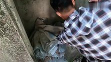 老大妈说家里水泥池里有条庞然大物，叫来了两位青年，一看有剧毒