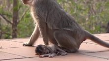 猴妈一直守候在小猴尸体身边，不愿意接受现实！