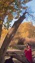 胡杨·晚秋·倩影