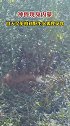 近日，在内蒙古扎兰屯柴河，当地拍摄到白天觅食的独行火狐，实属罕见。火狐狸，学名为赤狐，又称红狐，性情狡猾。