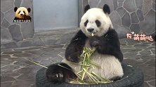 和轮胎融为一体的熊猫旦旦简直不要太可爱，尤其是那张娃娃脸