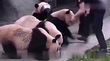 大熊猫排队吃盆盆奶很乖，然而奶妈一走开后，瞬间乱套！