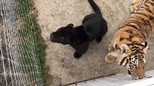 狮子、老虎、黑豹，世界排名前三的猛兽齐了，凶萌无比，谁与争锋