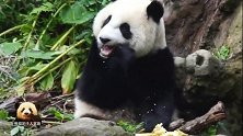 熊猫宝宝圆仔吃完竹笋意犹未尽，又拿起窝头品尝，好可爱的吃货