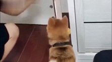 狗狗不听话，主人“杀鸡儆猴”手麻了，狗狗完全不在乎太搞笑了！