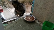 自从有了管家的猫，小野现在来吃饭可不容易了！