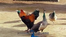 公鸡不将孔雀放在眼里，惨遭孔雀家族群殴，结果孔雀屈服了？