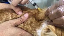 幼猫身患绝症，每天去医院都害怕，主人竟想到这种办法解决